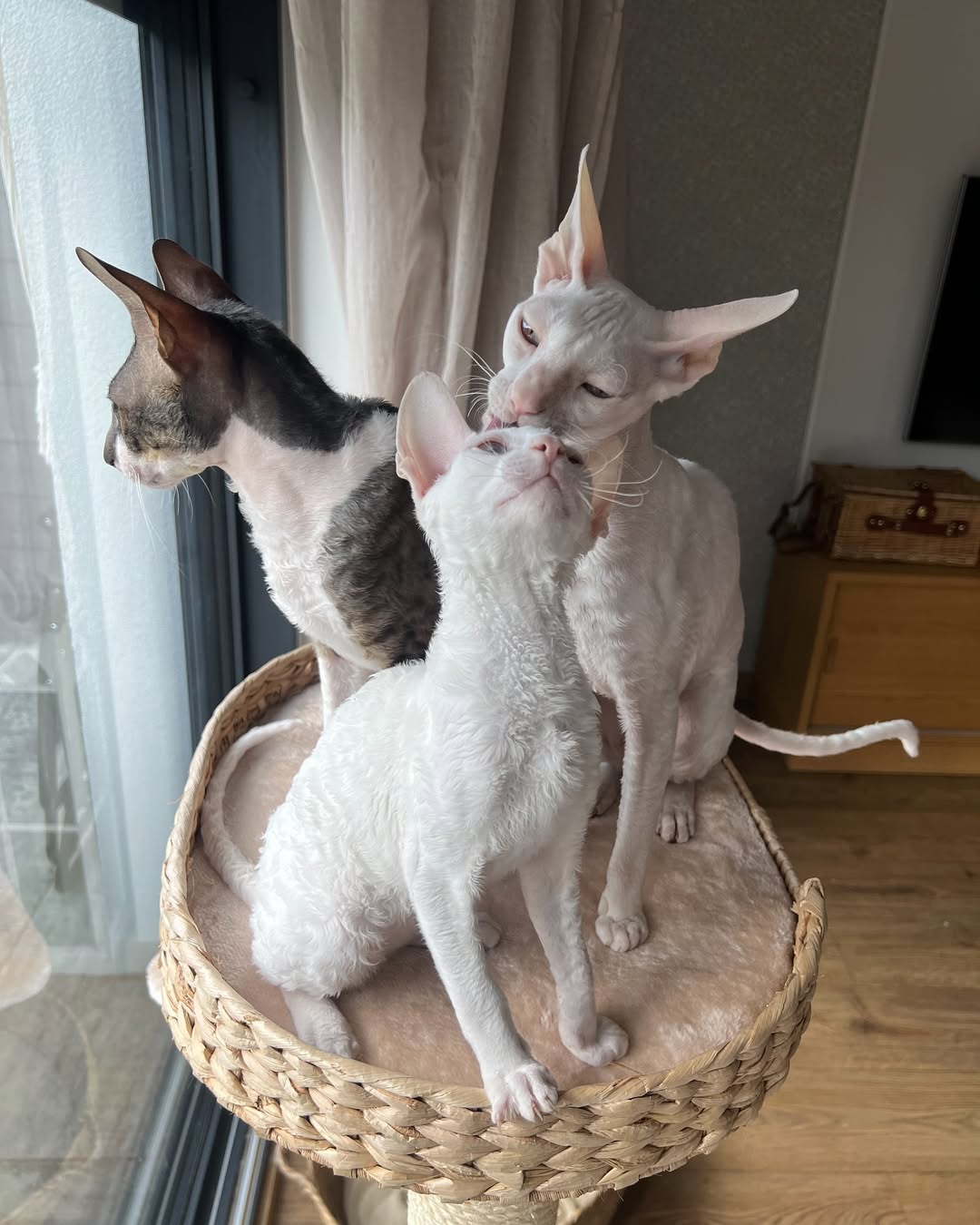 Cornish Rex w perłach