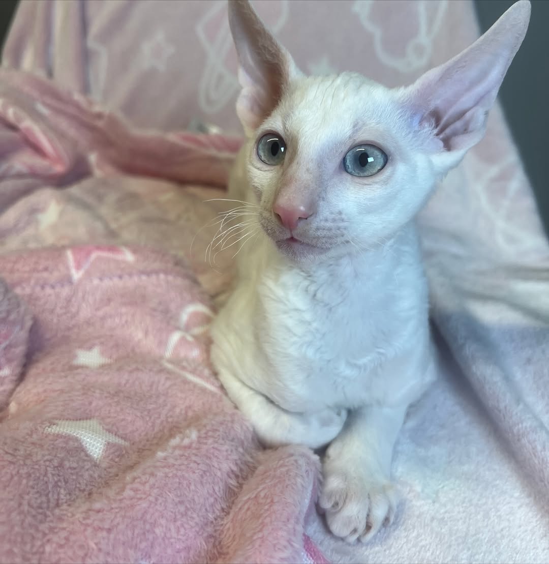 Kocięta Cornish Rex